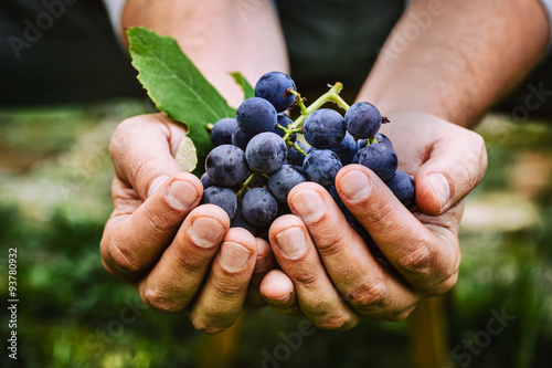Farmer with grapes photo