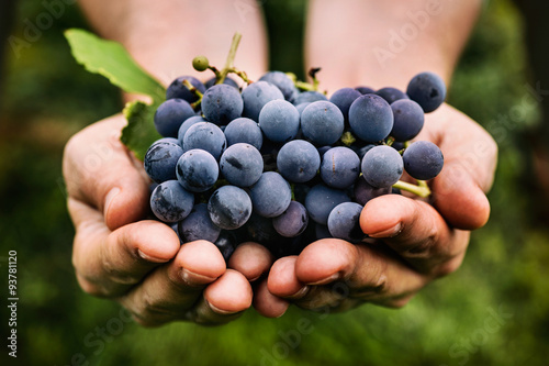 Obraz na plátně Grapes harvest