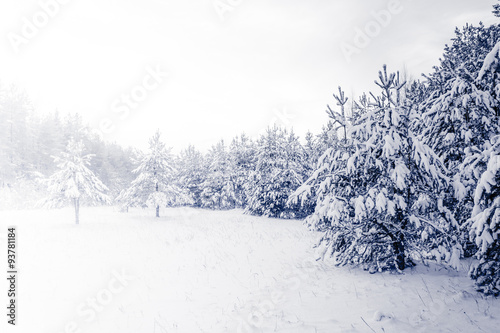 Forest Covered by Snow in Winter Landscape