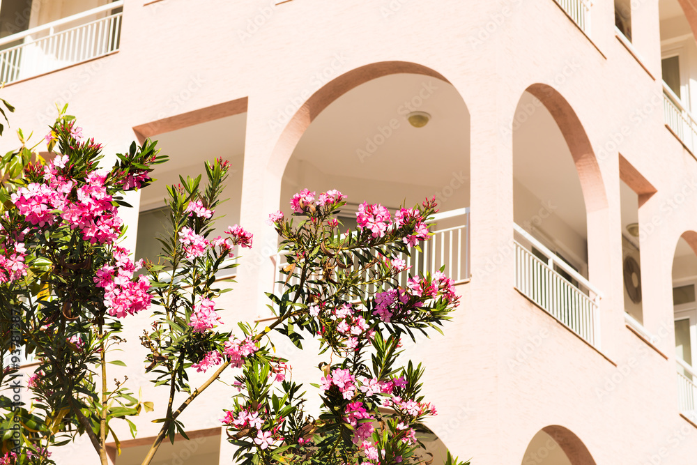 Naklejka premium oleander on a background of the apartment complex 