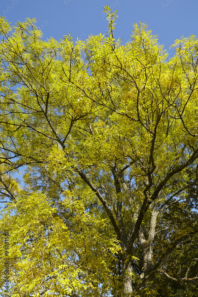 Herbstliche Baumkronen mit grünen und gelben Blättern