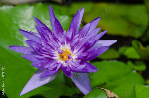 Lotus or Water Lily