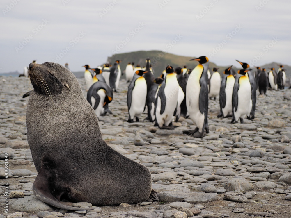 Fototapeta premium King Penguins in South Georgia Antarctica