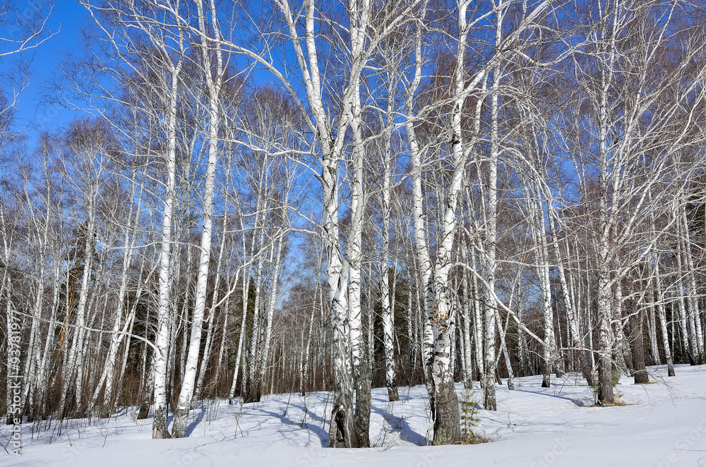 Fototapeta premium Early spring in the birchwood.