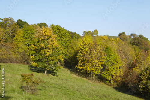 Fototapeta Naklejka Na Ścianę i Meble -  Herbstliche Bäume