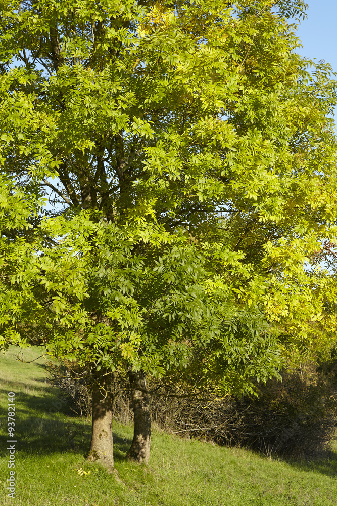 Fototapeta premium Herbstlicher Baum mit grünem und gelben Blättern
