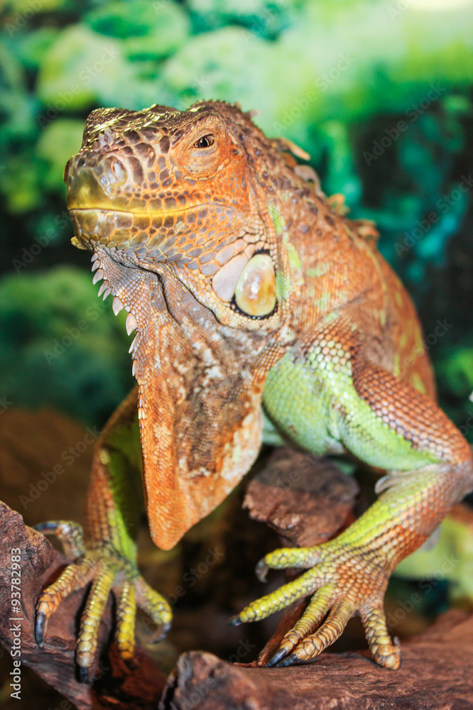 Obraz premium Iguana face