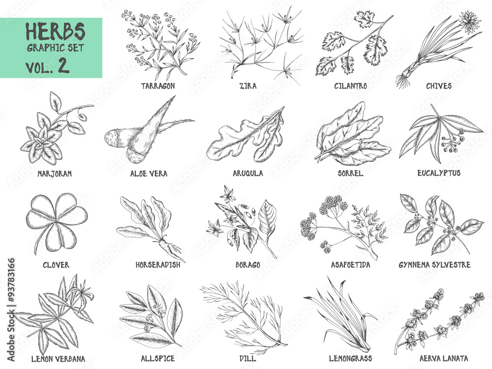 Hand drawn vector set of herbs and spices vintage illustrations.