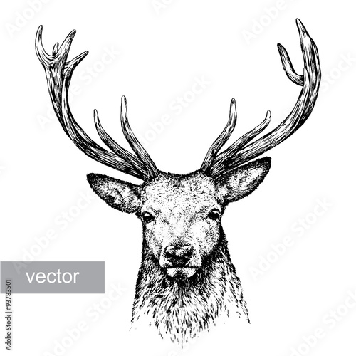 engrave deer illustration photo