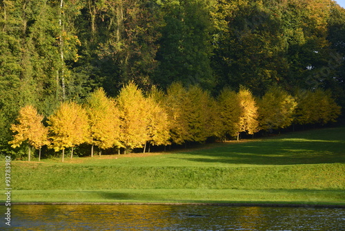 Arbres aux feuilles d'or le long du bois au parc du château de Seneffe en Hainaut