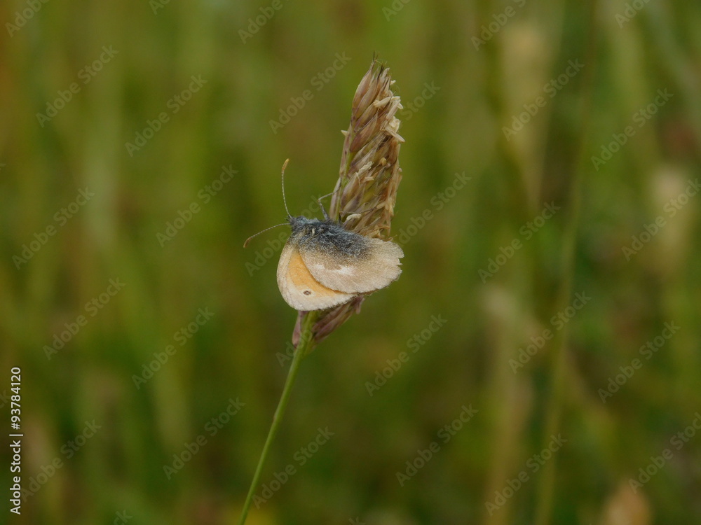 Schmetterling auf Grashalm
