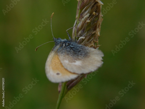 Schmetterling auf Grashalm photo