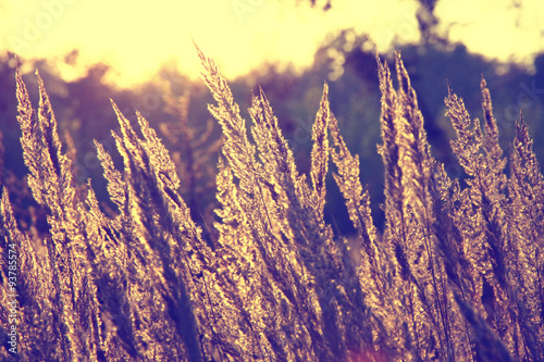 Close-up dry grass field over setting sun background