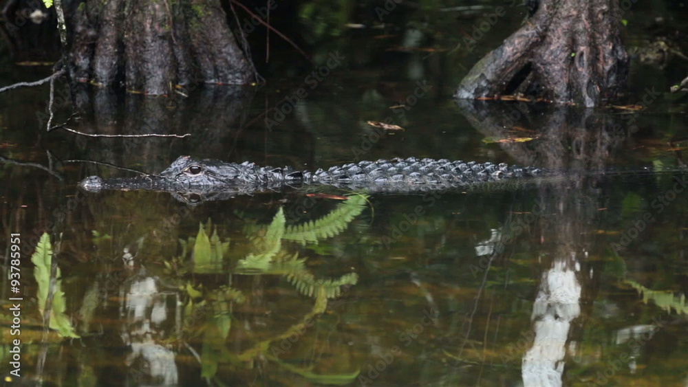 Everglades National Park American Alligator HD 2201 Everglades National Park American Alligator HD 2201