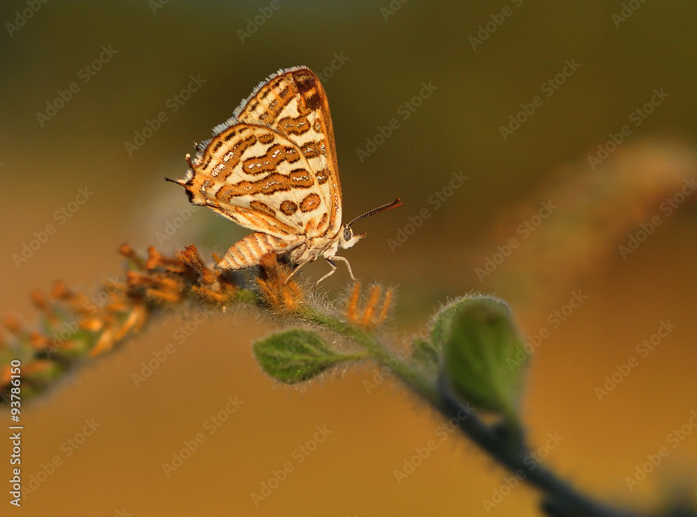 Butterfly Butterfly