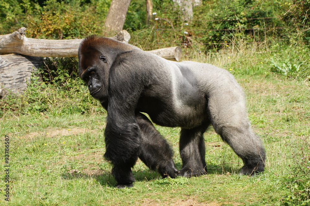 Obraz premium Gorille mâle dominant à dos argenté chargant