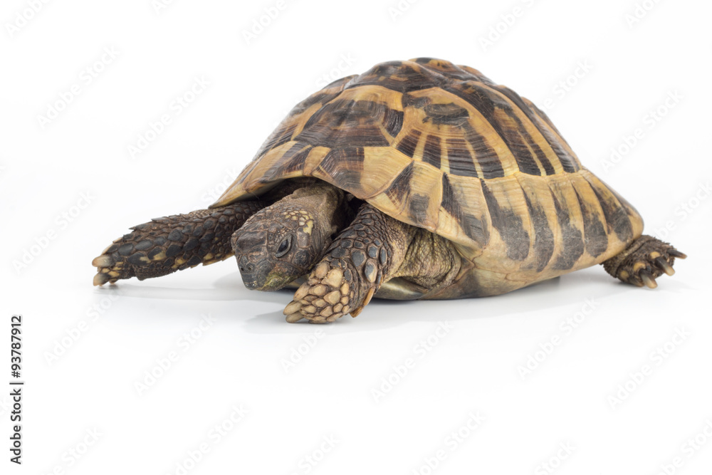 Obraz premium Greek land tortoise, Testudo Hermanni
