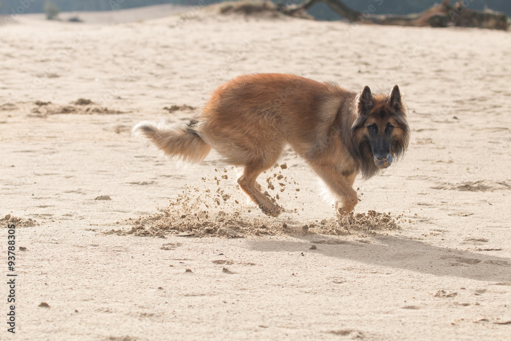 Belgian Shepherd Dog, with ball in sand Belgian Shepherd Dog, with ball in sand