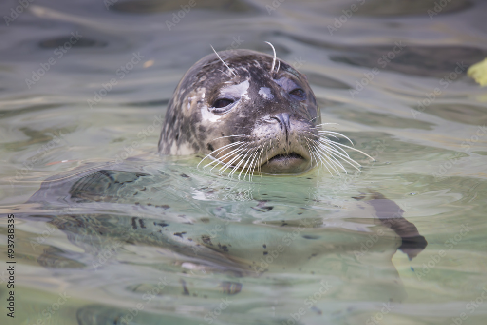 Naklejka premium Common Seal, Phoca vitulina, from the water watching nearby