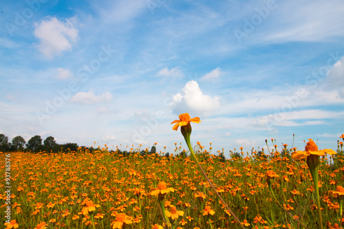 Orange flowers and blue sky