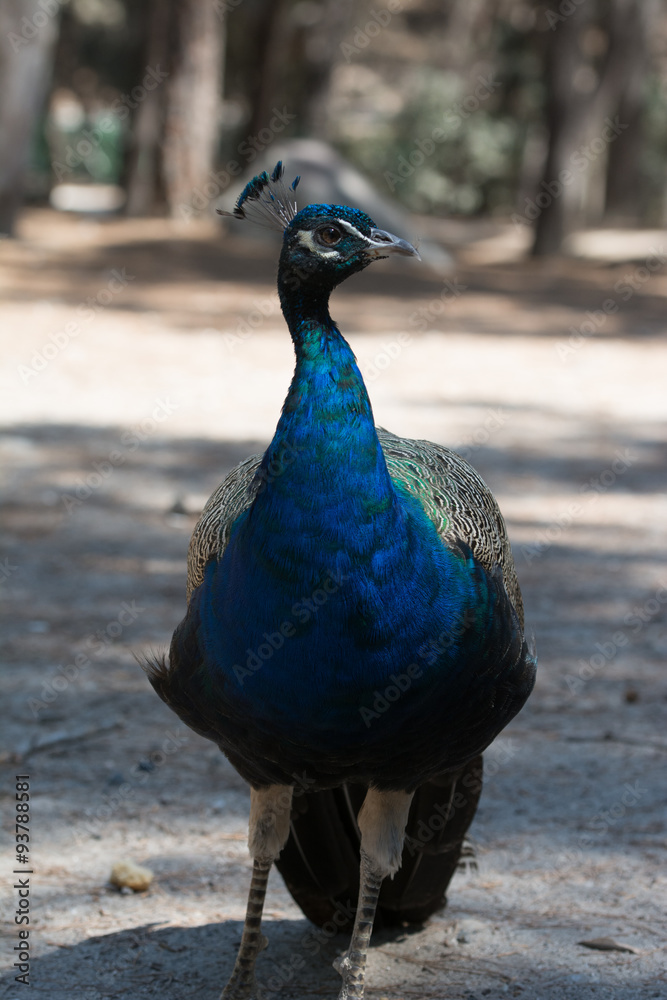 Fototapeta premium Pfau im Wald