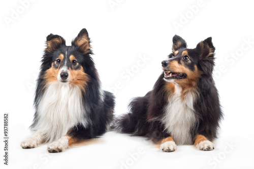 Two Shetland Sheepdogs laying  isolated