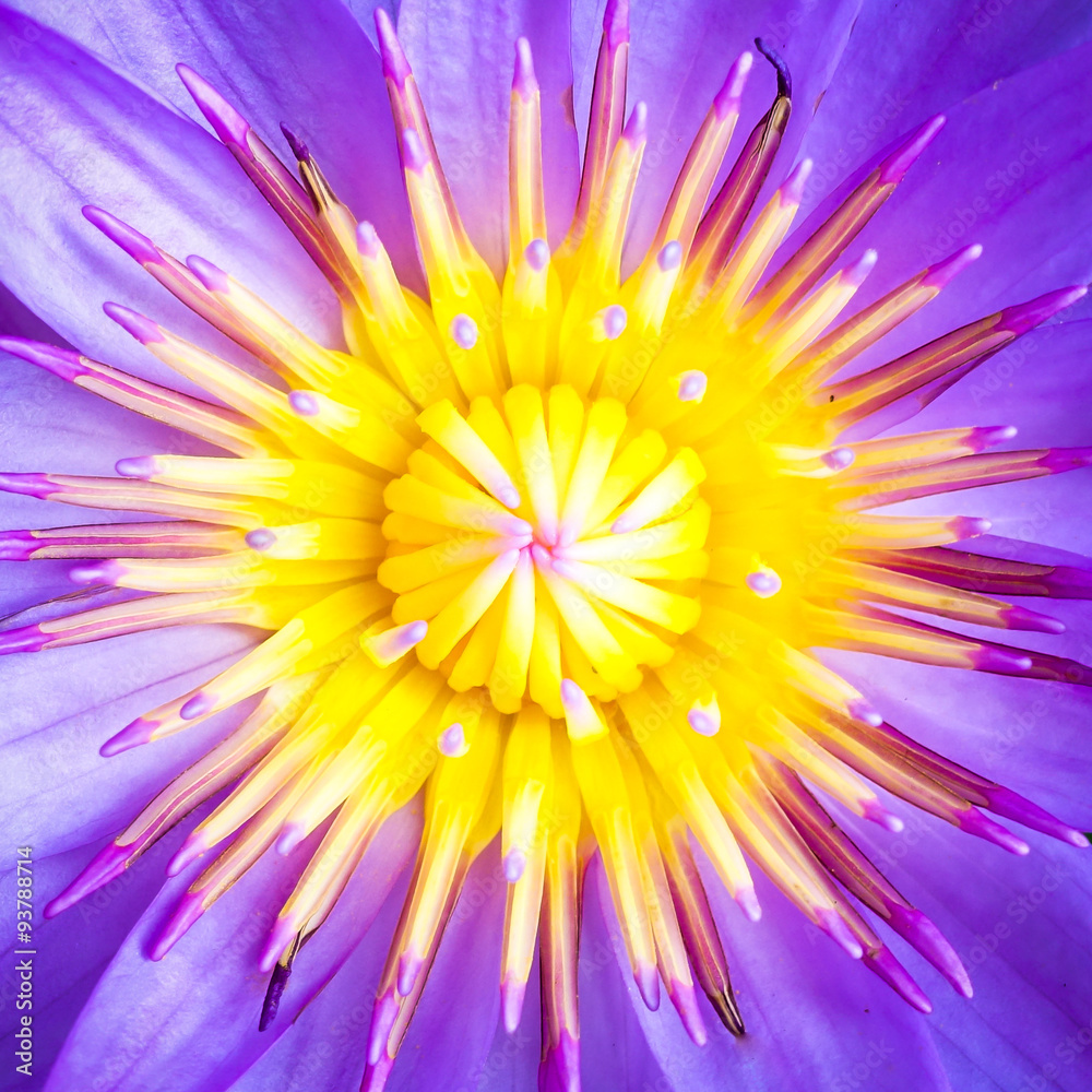 Close up of violet lotus flower