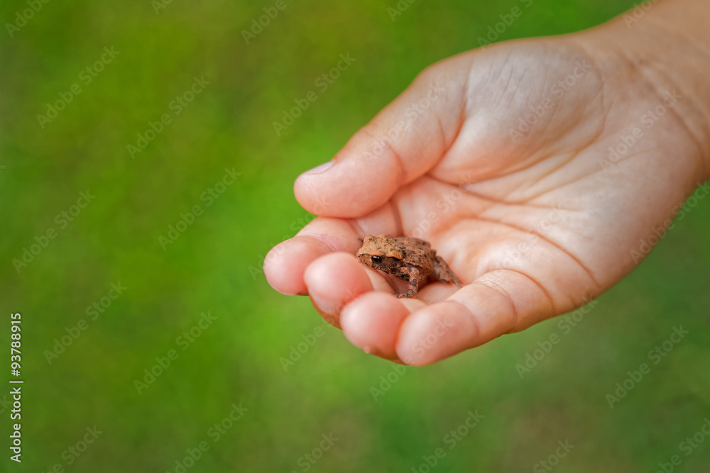 Little frog in the palm of a child learning from nature