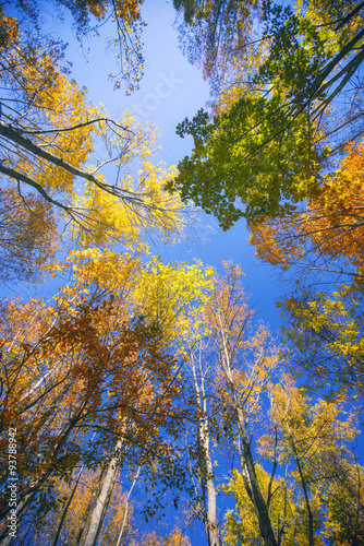 Tall trees with colorful autumn foliage