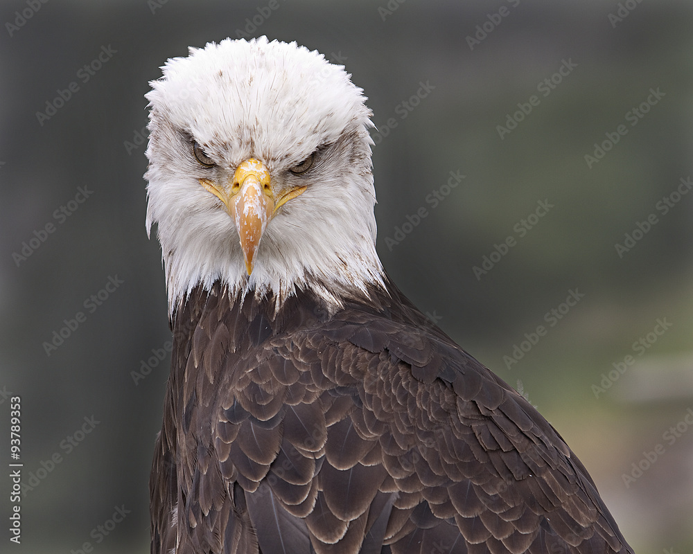 Fototapeta premium The Stare / Bald eagle on Grouse Mountain, British Columbia
