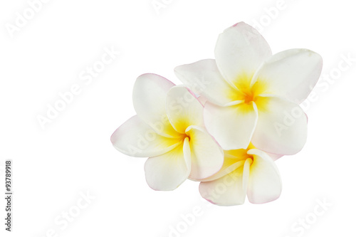 frangipani flowers on white background with clipping paths © aorphoto
