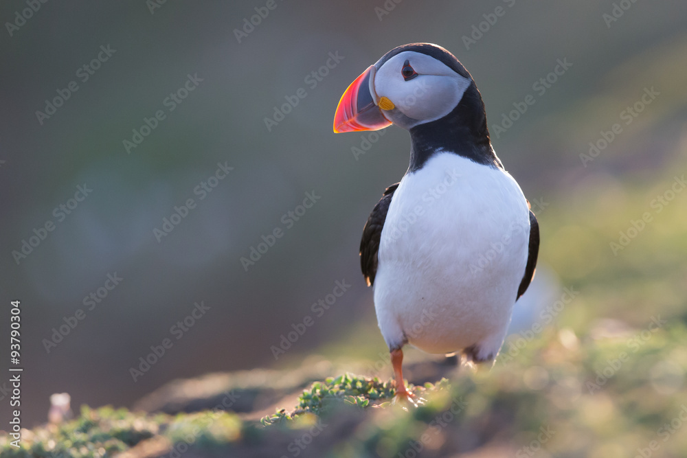 Naklejka premium Puffin