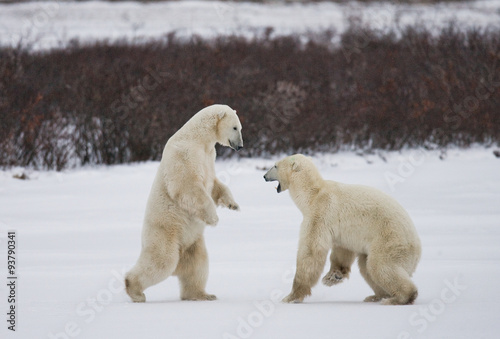 Two polar bears playing with each other in the tundra. Canada. An excellent illustration.