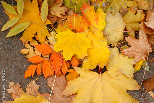 Autumn  Leaves background  