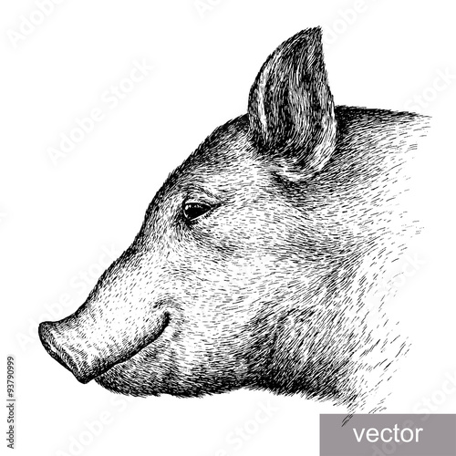 engrave pig illustration