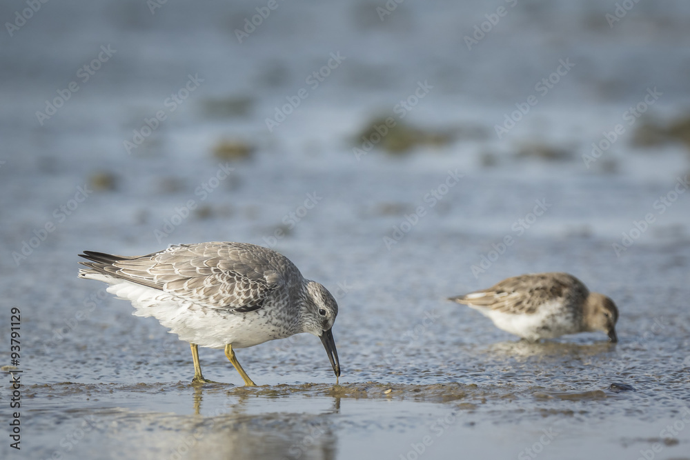 Dunlin, Calidris alpina, in search for food Dunlin, Calidris alpina, in search for food