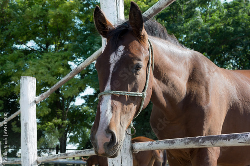 Close-up of a Young brown horse near wooden fence 