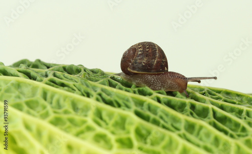 gehäuseschnecke am wirsing photo