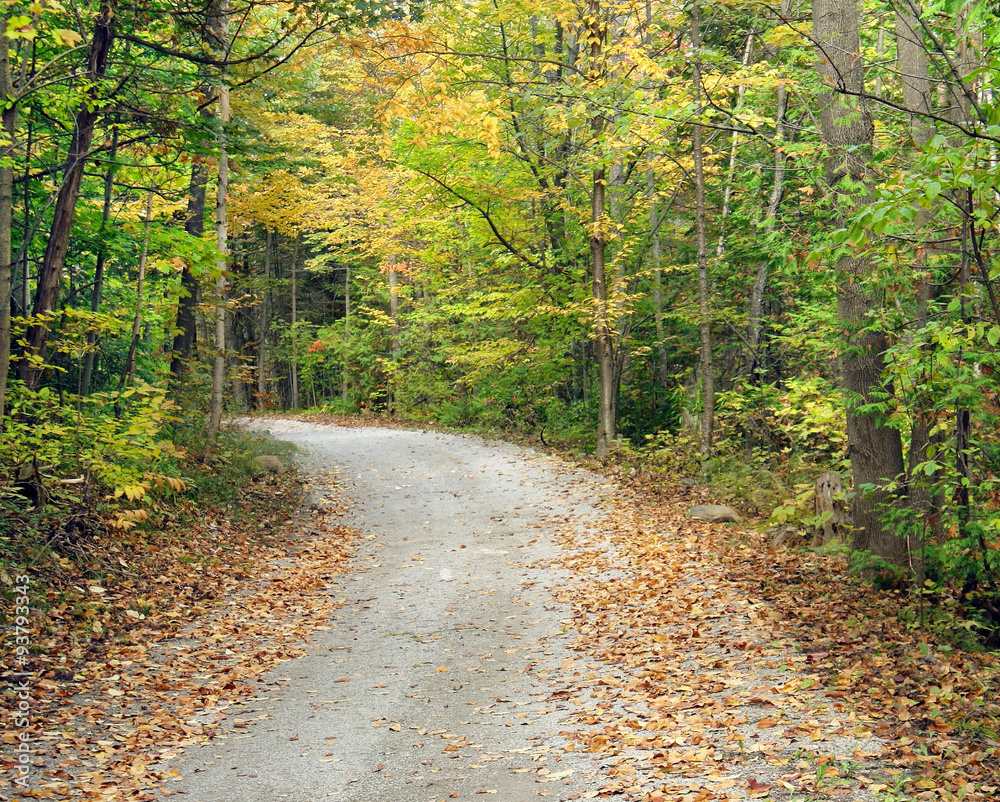 Obraz premium Secluded walking trail going into the woods. Beautiful trees with autumn colors of yellow, green and gold line the path 