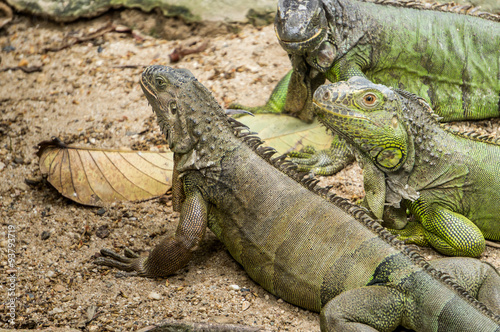 Three giant green iguana close up