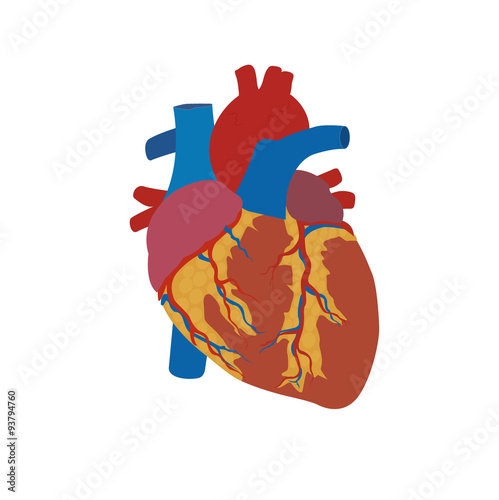 human heart concept, medical, healthcare, flat style, vector illustration, template