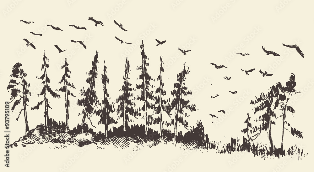 Obraz premium Hand drawn landscape fir forest migratory birds