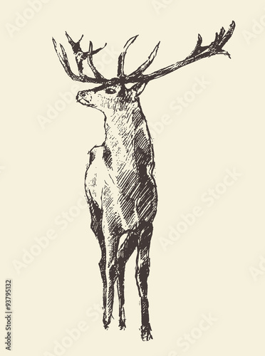 Deer Engraving, Vintage Illustration, Vector