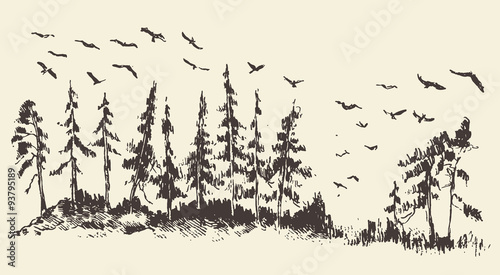 Hand drawn landscape fir forest migratory birds