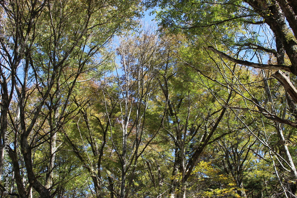 上高地の小梨の森 上高地の小梨の森