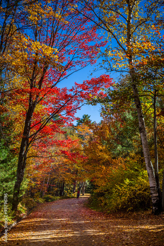 View of colorful trees during Autumn season at Killarney Provincial Park Canada