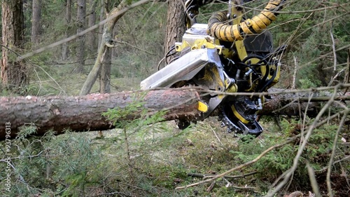 Forest Harvester in action - cutting down tree. A specialized Feller Buncher saws a freshly chopped tree trunk. photo