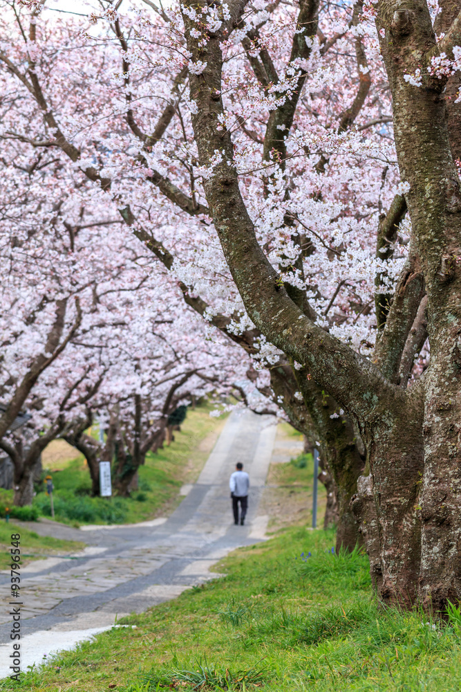 桜のアーチ@佐賀県武雄市 桜のアーチ@佐賀県武雄市