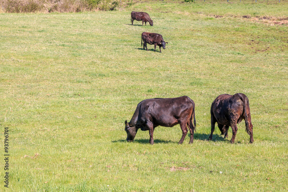 Fototapeta premium 牛の放牧
