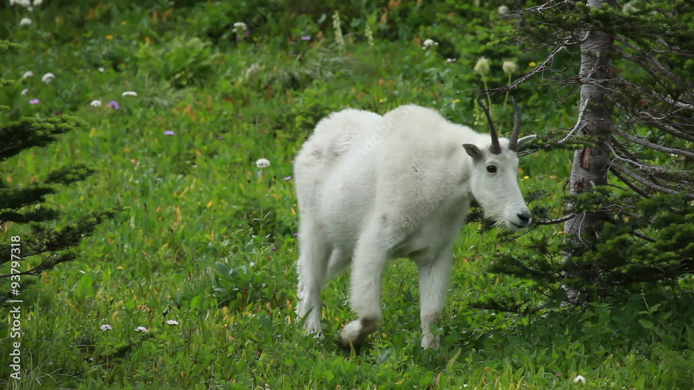 Mountain Goat standing in forest P HD 0558